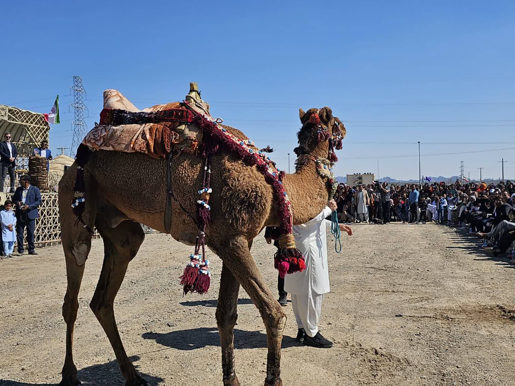 نخستین جشنواره شتر طلای بیابان در جنوب کرمان برگزار شد